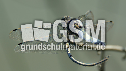 Blaugrüne Mosaikjungfer (5).jpg